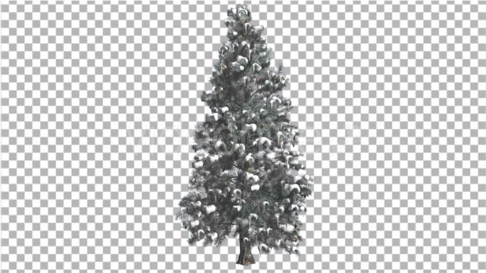 Blue Spruce Snow on a Branches Tree Distantly Videohive 16967104 Motion Graphics Image 7