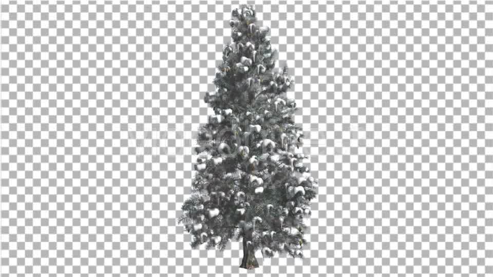 Blue Spruce Snow on a Branches Tree Distantly Videohive 16967104 Motion Graphics Image 8