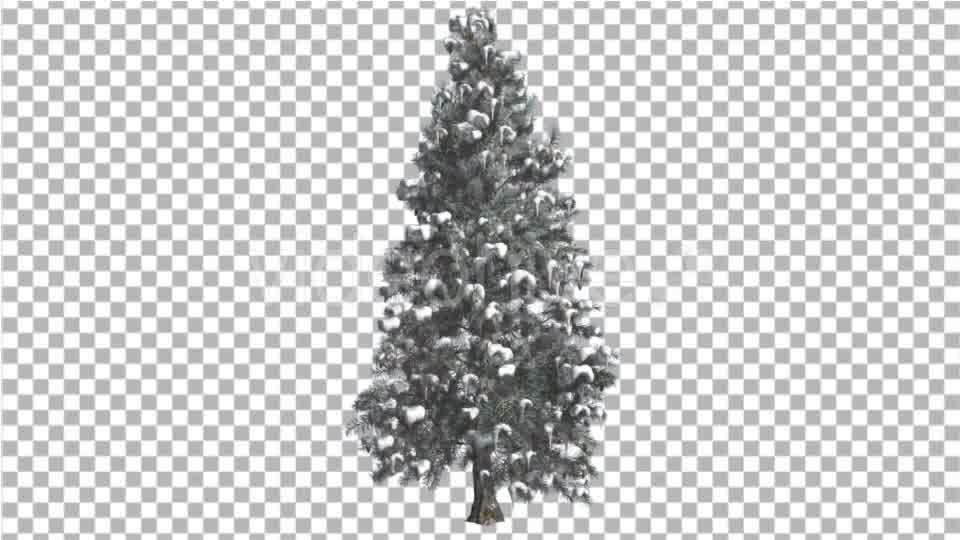 Blue Spruce Snow on a Branches Tree Distantly Videohive 16967104 Motion Graphics Image 9