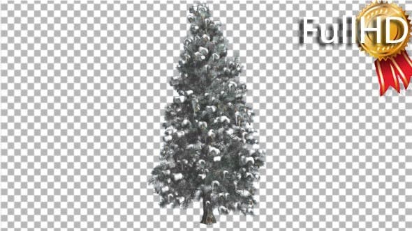 Blue Spruce Snow on a Branches Tree Distantly - Videohive Download 16967104