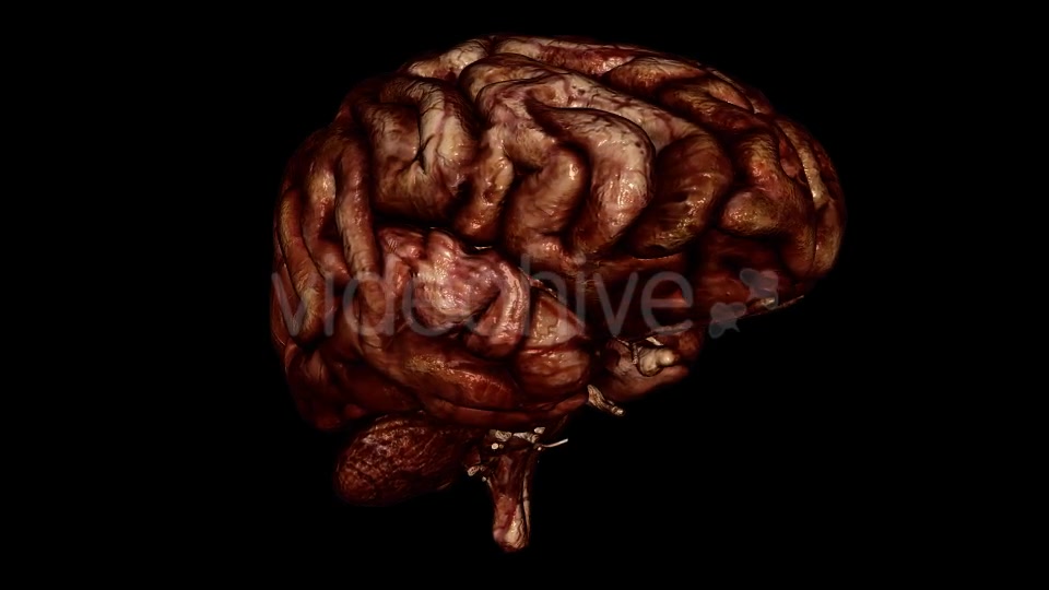 Brain Bloody Videohive 10640676 Motion Graphics Image 2