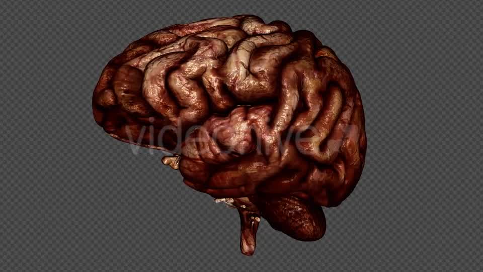 Brain Bloody Videohive 10640676 Motion Graphics Image 8