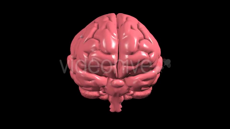 Brain Rotation Videohive 19298954 Motion Graphics Image 3