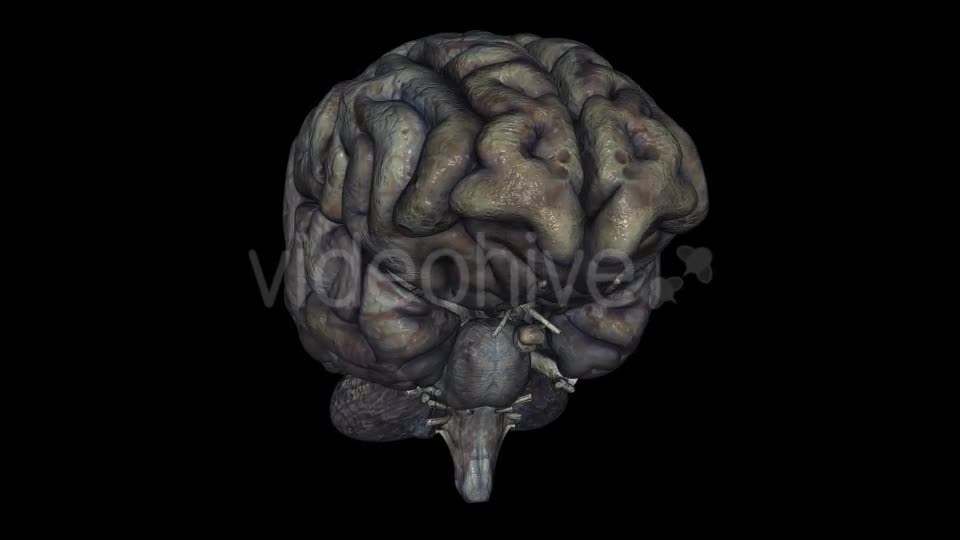 Brain Rotten Videohive 10640598 Motion Graphics Image 1