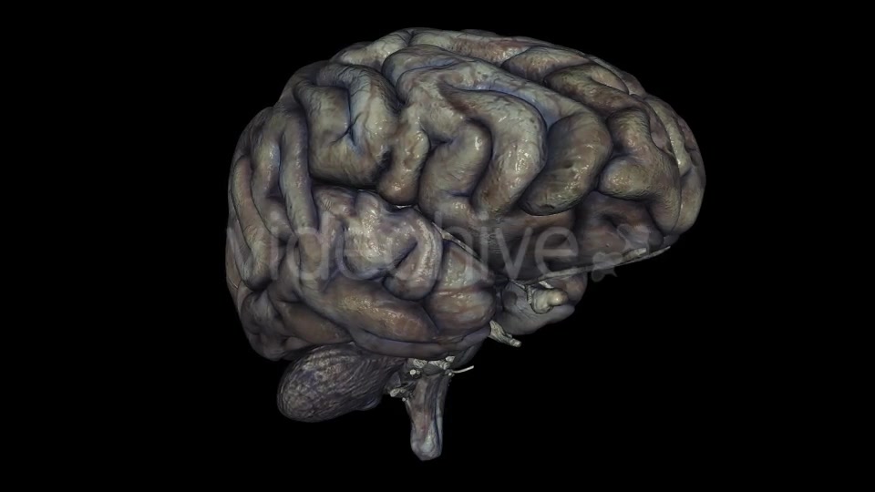 Brain Rotten Videohive 10640598 Motion Graphics Image 2