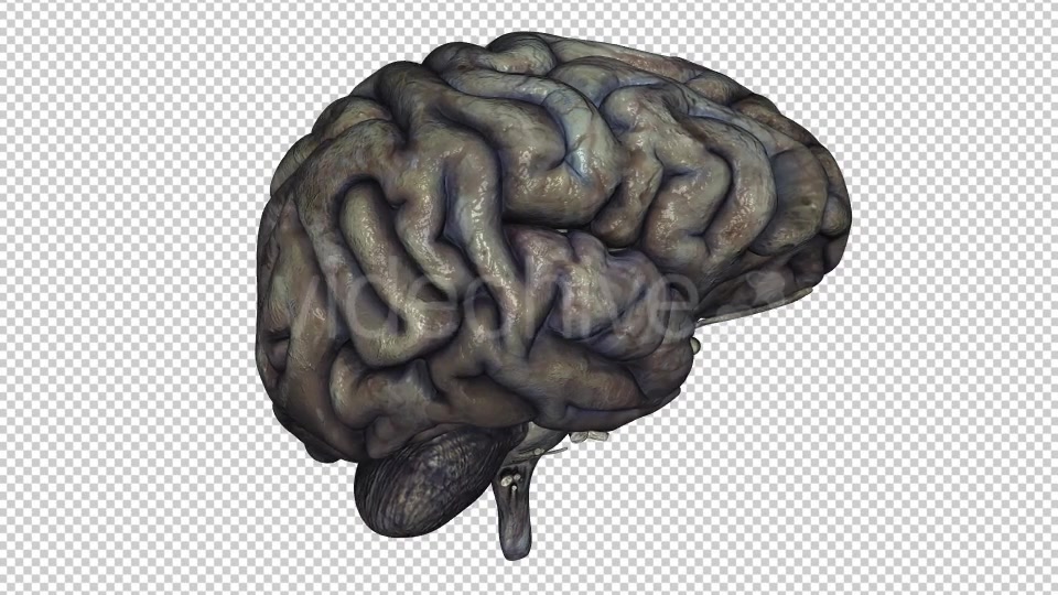 Brain Rotten Videohive 10640598 Motion Graphics Image 3
