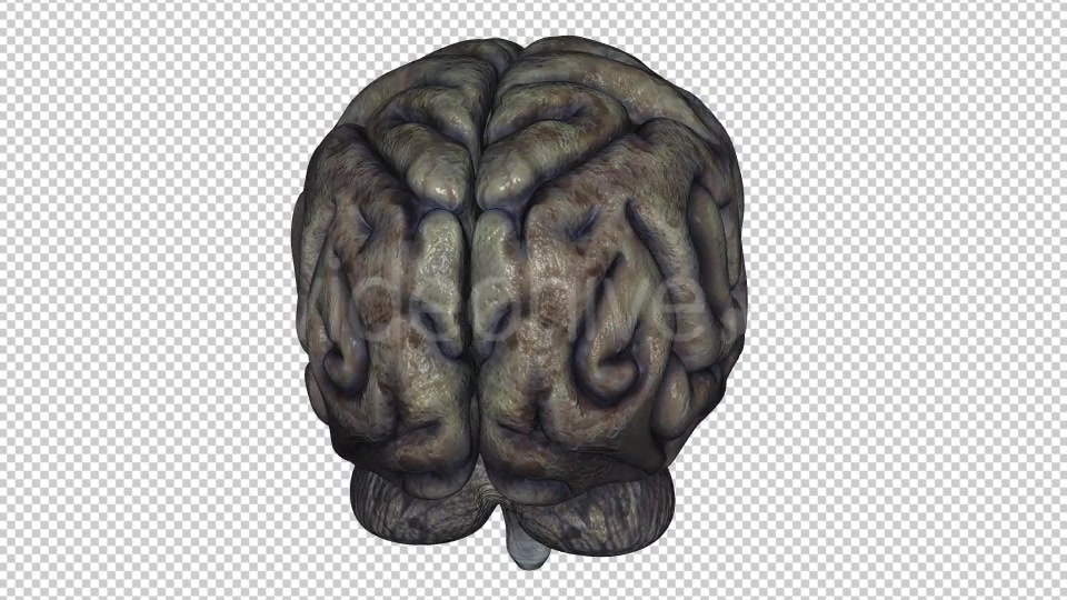 Brain Rotten Videohive 10640598 Motion Graphics Image 5