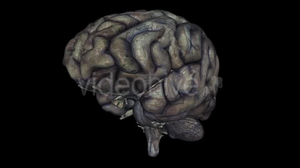 Brain Rotten Videohive 10640598 Motion Graphics Image 9