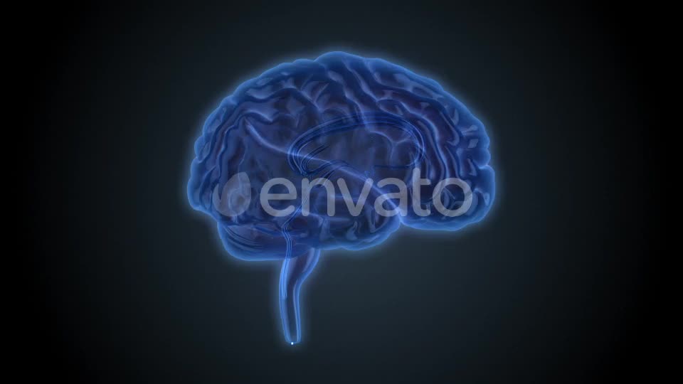 Brain Veins Neurons Videohive 22421456 Motion Graphics Image 1