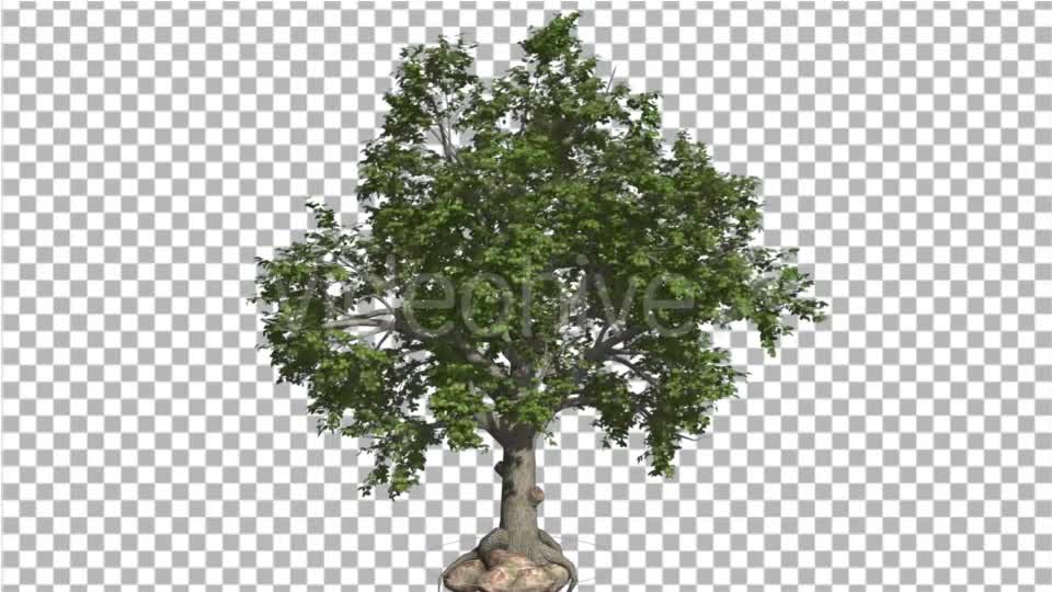 Broadleaf Tree is Swaying at the Wind Green Tree Videohive 16966629 Motion Graphics Image 1