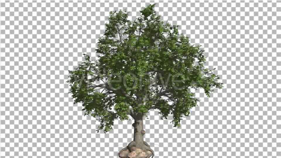 Broadleaf Tree is Swaying at the Wind Green Tree Videohive 16966629 Motion Graphics Image 10