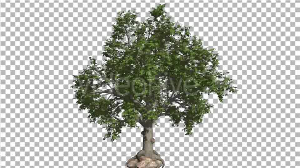 Broadleaf Tree is Swaying at the Wind Green Tree Videohive 16966629 Motion Graphics Image 11