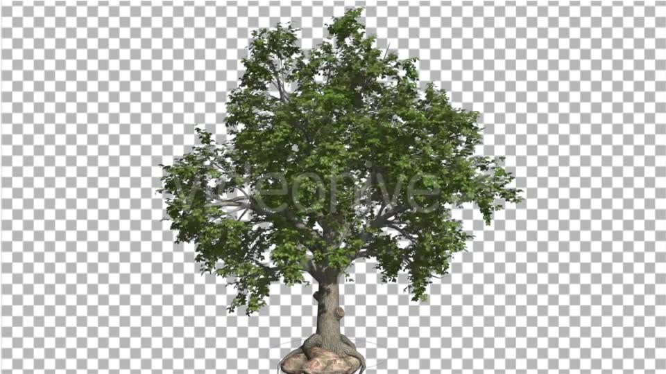 Broadleaf Tree is Swaying at the Wind Green Tree Videohive 16966629 Motion Graphics Image 2