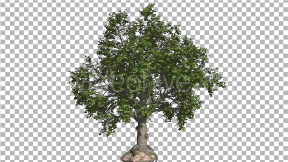 Broadleaf Tree is Swaying at the Wind Green Tree Videohive 16966629 Motion Graphics Image 4