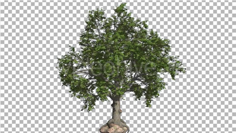 Broadleaf Tree is Swaying at the Wind Green Tree Videohive 16966629 Motion Graphics Image 5