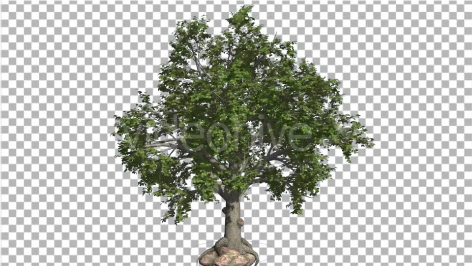 Broadleaf Tree is Swaying at the Wind Green Tree Videohive 16966629 Motion Graphics Image 6