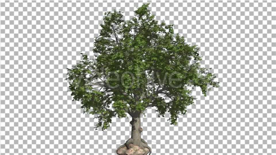 Broadleaf Tree is Swaying at the Wind Green Tree Videohive 16966629 Motion Graphics Image 8