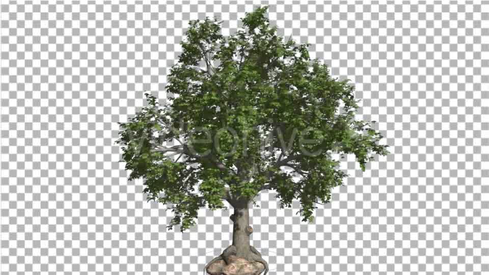 Broadleaf Tree is Swaying at the Wind Green Tree Videohive 16966629 Motion Graphics Image 9