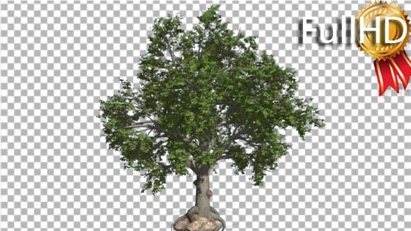 Broadleaf Tree is Swaying at the Wind Green Tree - Download Videohive 16966629