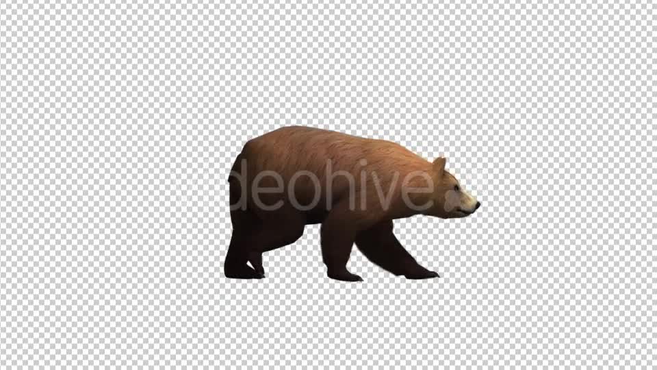 Brown Bear Walking Videohive 21174499 Motion Graphics Image 1