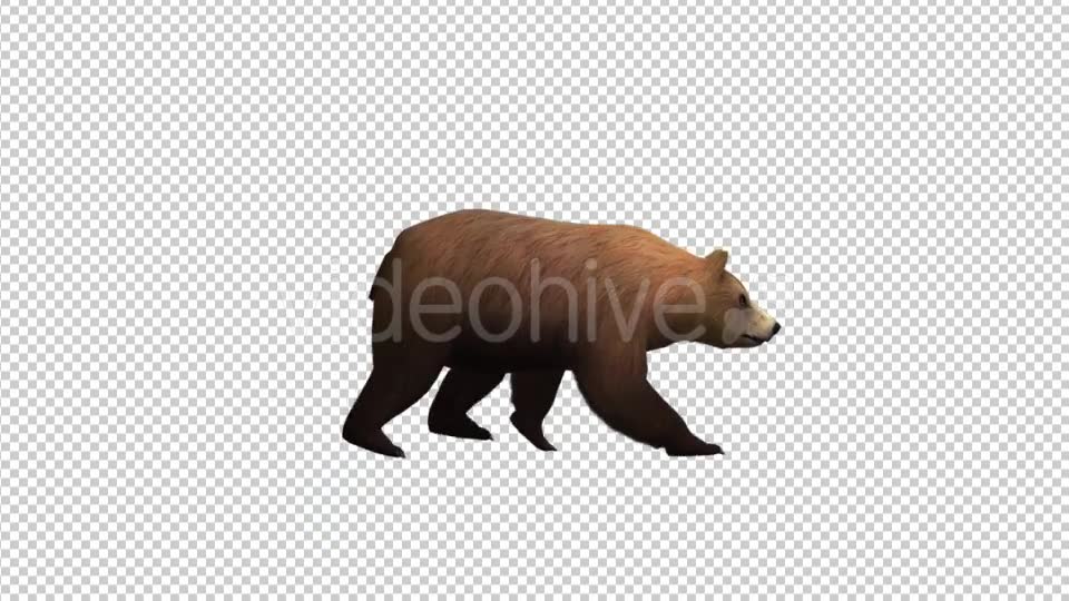 Brown Bear Walking Videohive 21174499 Motion Graphics Image 2