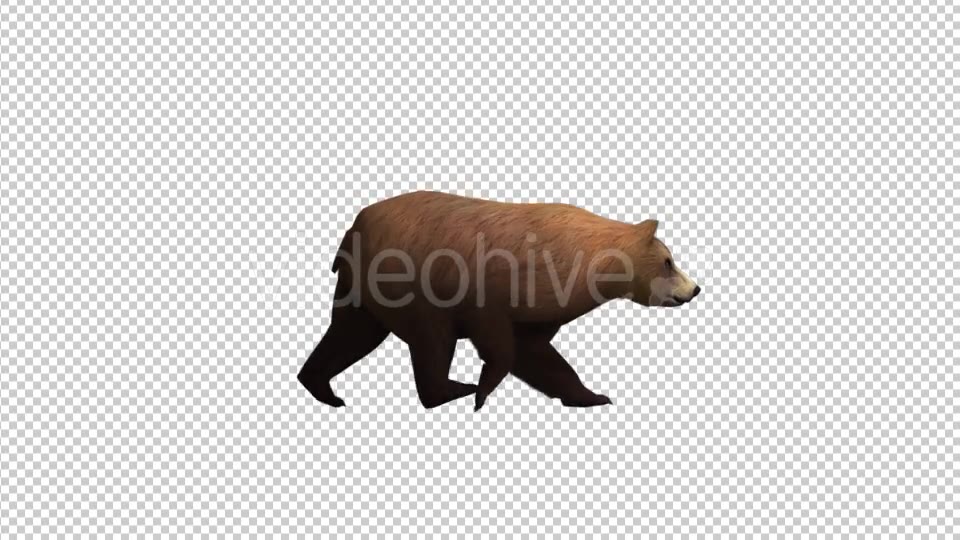Brown Bear Walking Videohive 21174499 Motion Graphics Image 3
