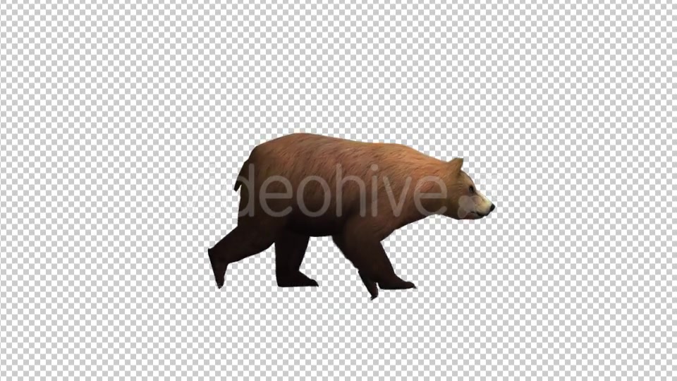 Brown Bear Walking Videohive 21174499 Motion Graphics Image 4