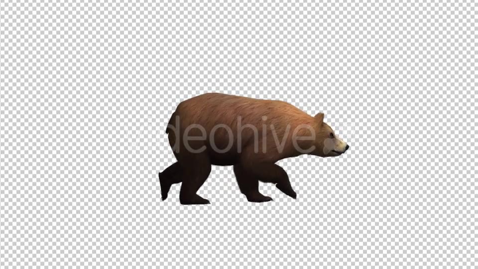 Brown Bear Walking Videohive 21174499 Motion Graphics Image 5