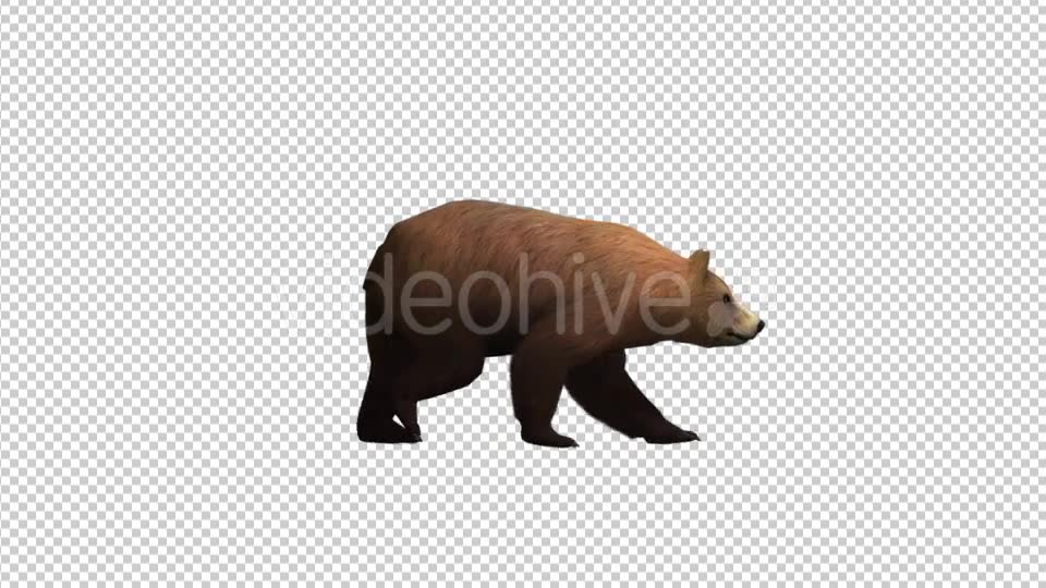 Brown Bear Walking Videohive 21174499 Motion Graphics Image 6
