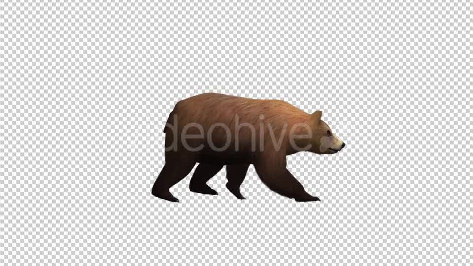 Brown Bear Walking Videohive 21174499 Motion Graphics Image 7