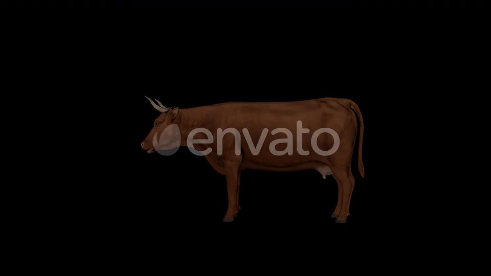 Brown Cattle Eat Videohive 22824289 Motion Graphics Image 1