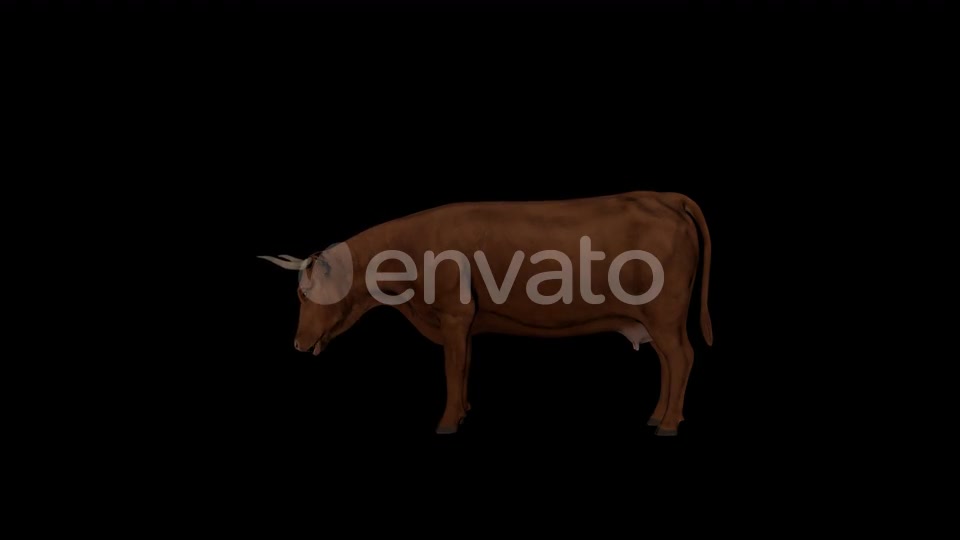 Brown Cattle Eat Videohive 22824289 Motion Graphics Image 2