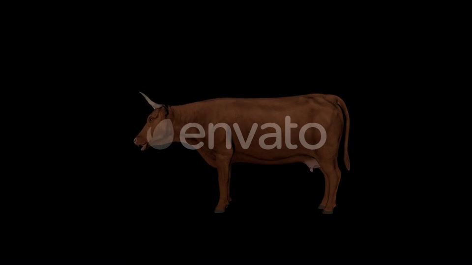 Brown Cattle Eat Videohive 22824289 Motion Graphics Image 5