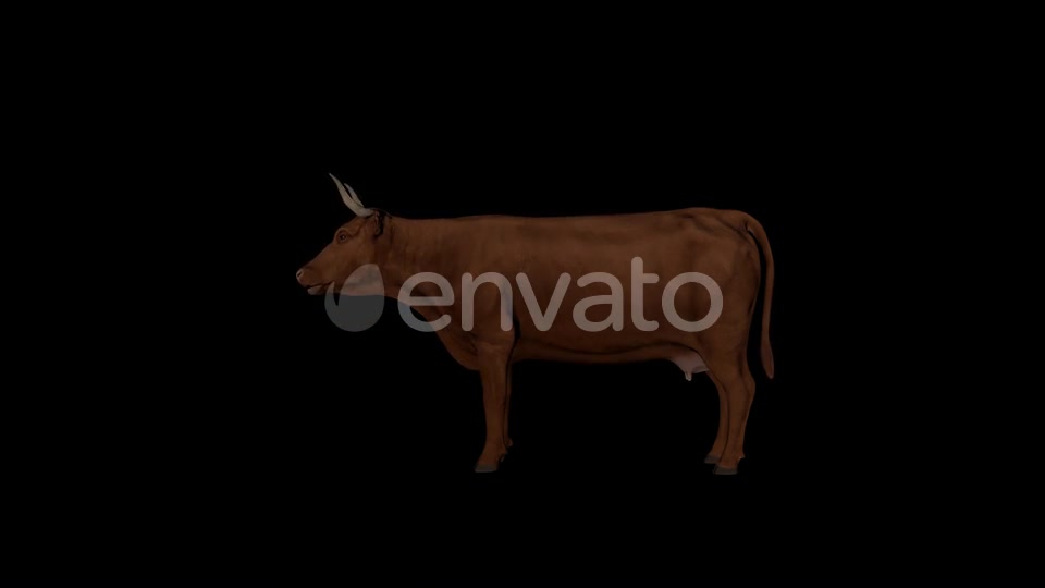 Brown Cattle Eat Videohive 22824289 Motion Graphics Image 6