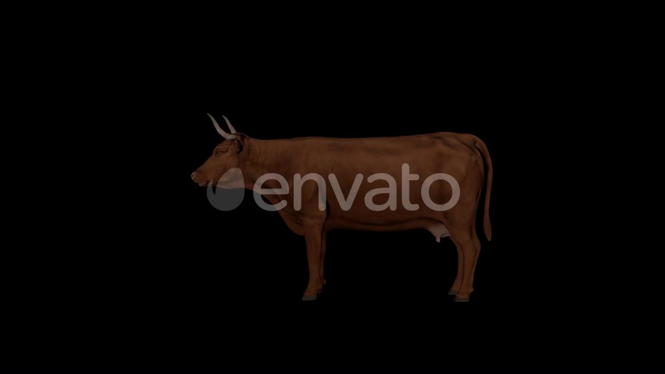 Brown Cattle Eat Videohive 22824289 Motion Graphics Image 7