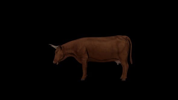 Brown Cattle Eat - Videohive 22824289 Download