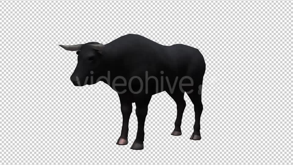 Bull Looped Videohive 20704644 Motion Graphics Image 1