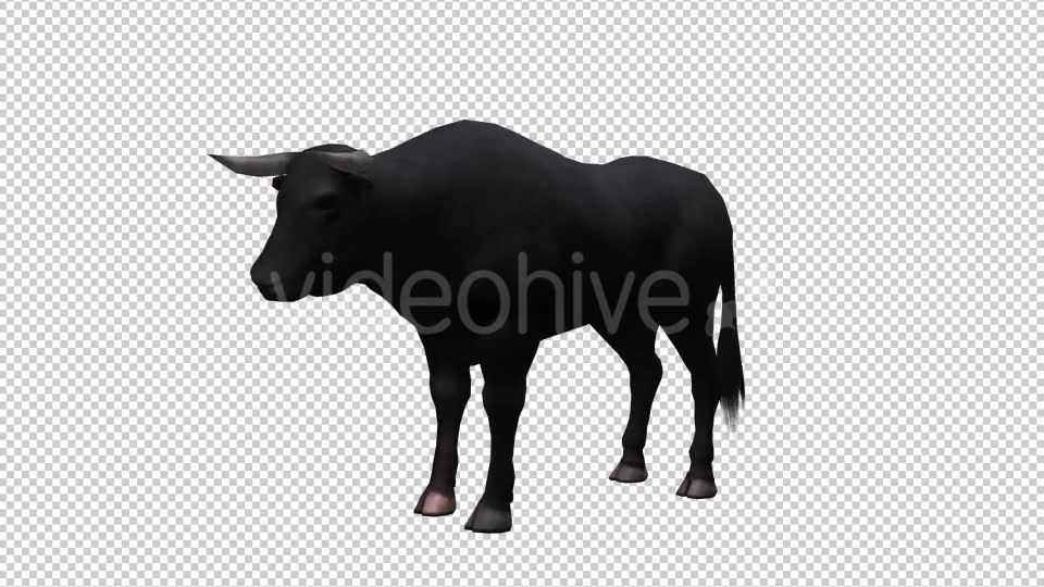 Bull Looped Videohive 20704644 Motion Graphics Image 2