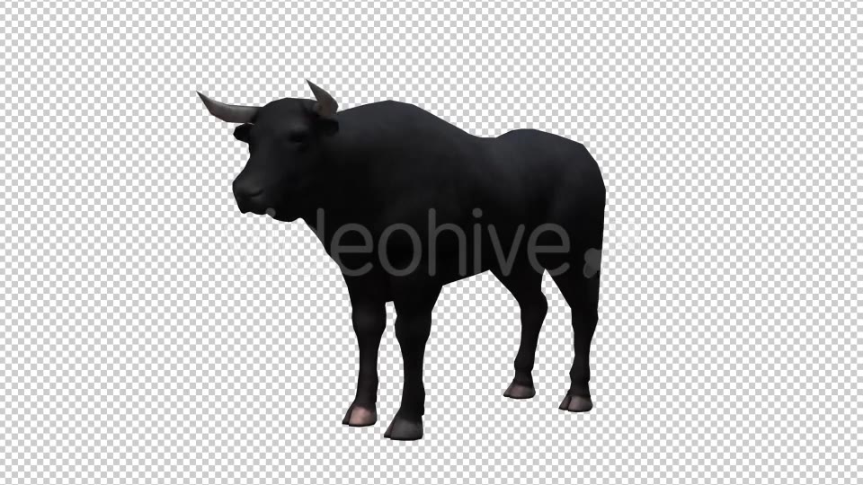 Bull Looped Videohive 20704644 Motion Graphics Image 3