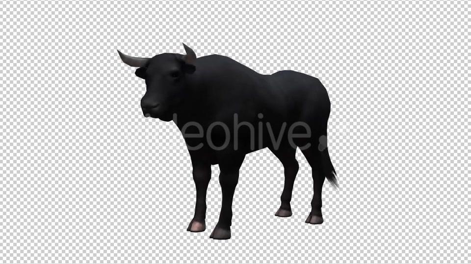 Bull Looped Videohive 20704644 Motion Graphics Image 4