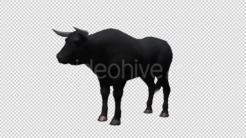 Bull Looped Videohive 20704644 Motion Graphics Image 5