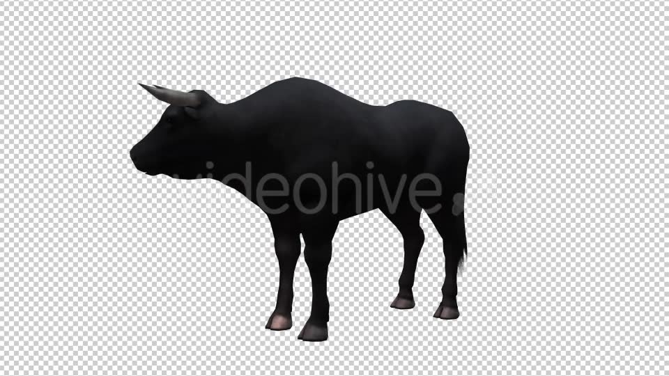 Bull Looped Videohive 20704644 Motion Graphics Image 6