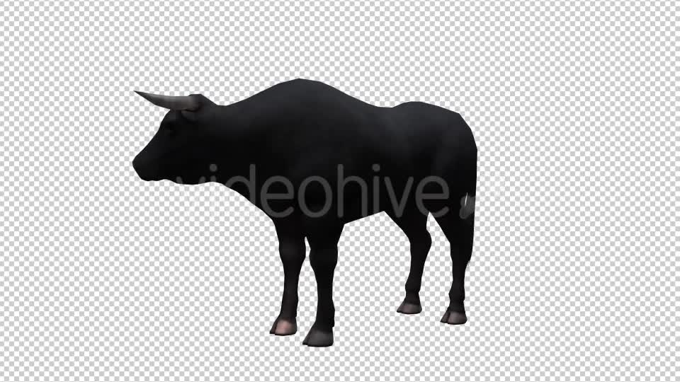 Bull Looped Videohive 20704644 Motion Graphics Image 7