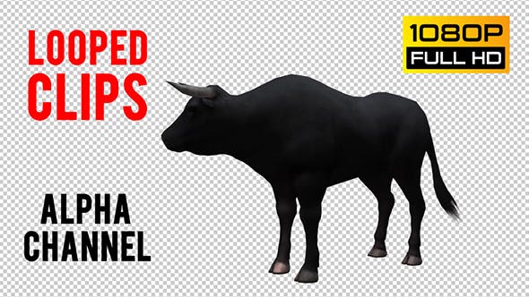 Bull Looped - 20704644 Download Videohive