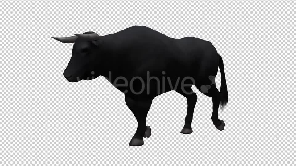 Bull Looped 3 Videohive 20704666 Motion Graphics Image 1