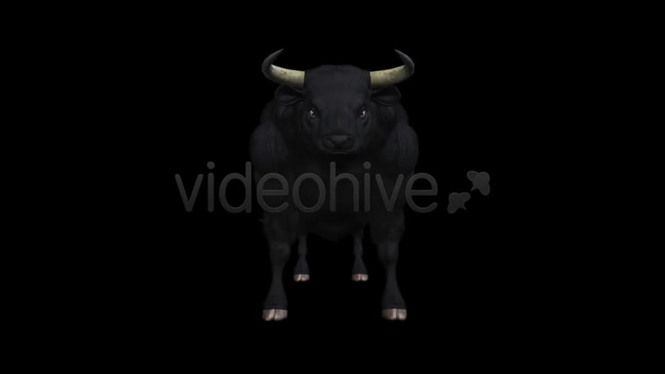 Bull Pack of 2 Videohive 6537216 Motion Graphics Image 1
