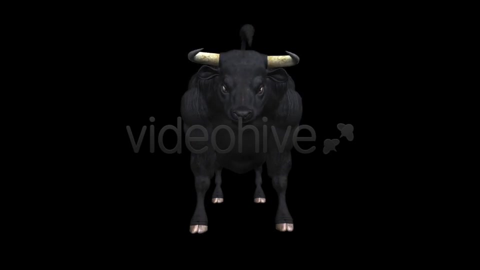 Bull Pack of 2 Videohive 6537216 Motion Graphics Image 2