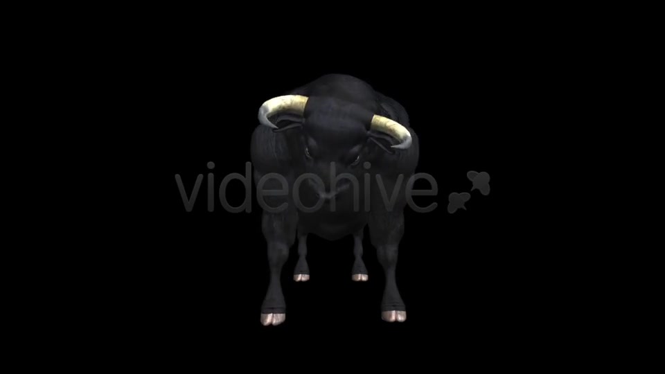 after effects download bull