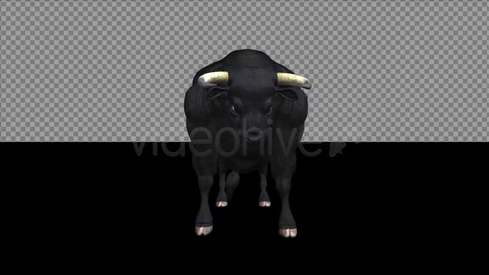 Bull Pack of 2 Videohive 6537216 Motion Graphics Image 4