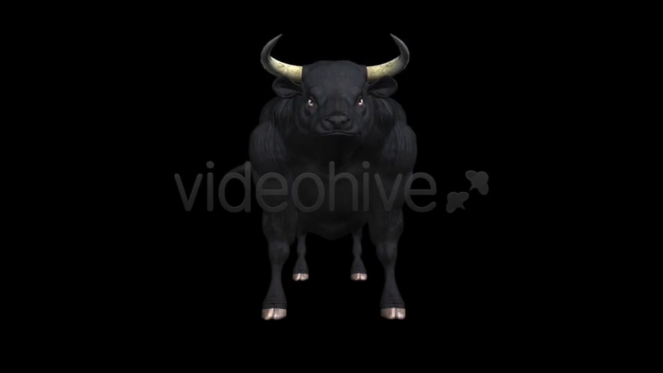 Bull Pack of 2 Videohive 6537216 Motion Graphics Image 6